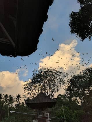 Petulu Heron Bird Colony Watch Point photo 5