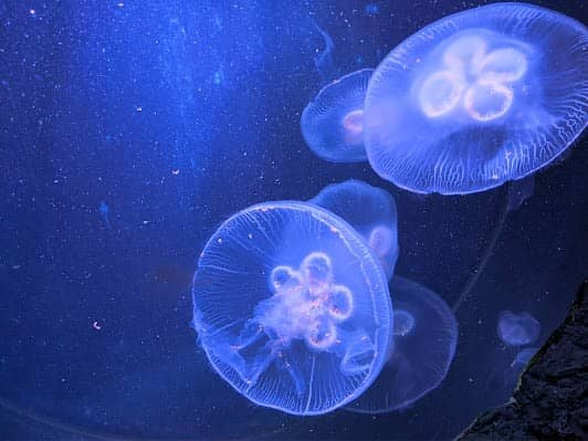 SEA LIFE Centre Porto photo 5
