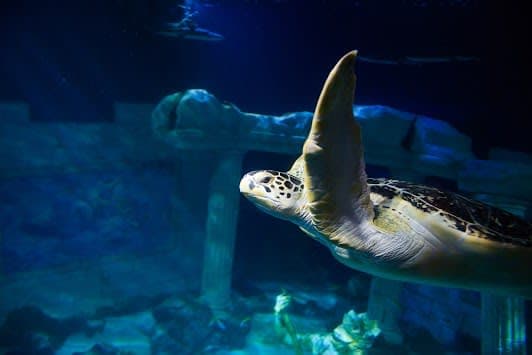 SEA LIFE Centre Porto