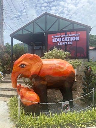 Elephant Jungle Sanctuary Phuket photo 5