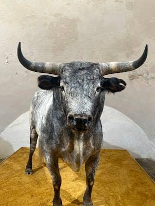 Plaza de Toros de la Real Maestranza de Caballería de Sevilla photo 3