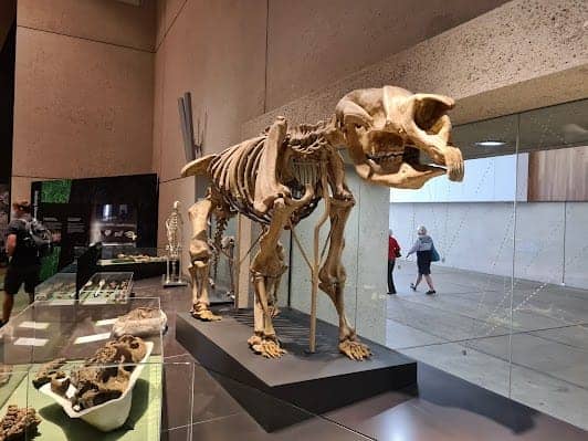 Queensland Museum Kurilpa photo 7
