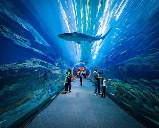 Dubai Aquarium & Underwater Zoo photo 6