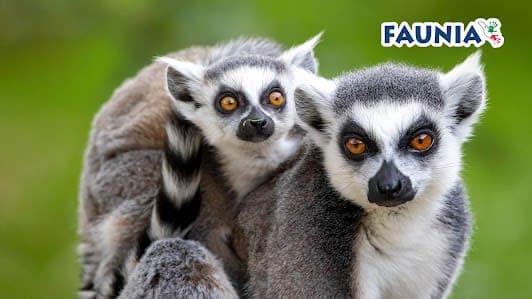Faunia