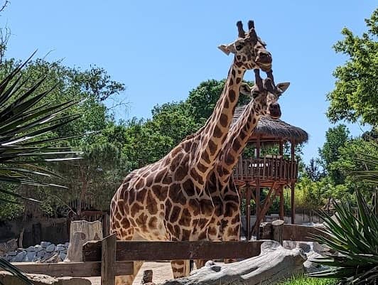Zoo Aquarium de Madrid photo 4