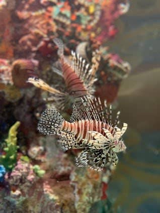 The National Aquarium Abu Dhabi photo 3