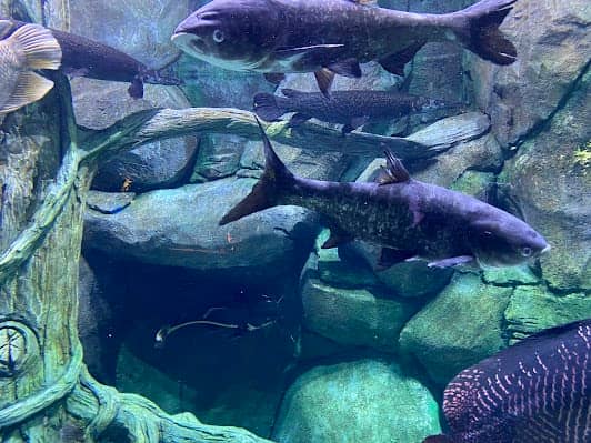 The National Aquarium Abu Dhabi photo 4