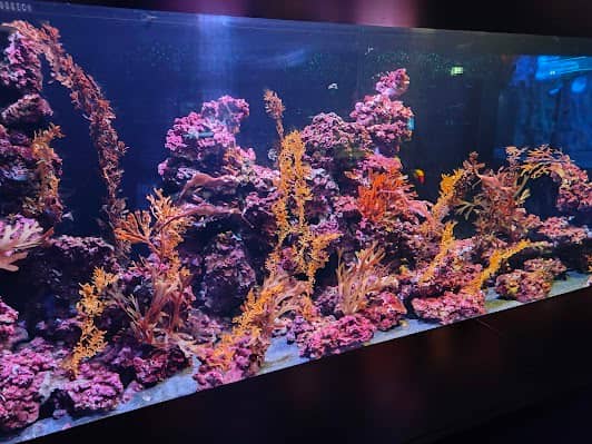 The National Aquarium Abu Dhabi photo 5