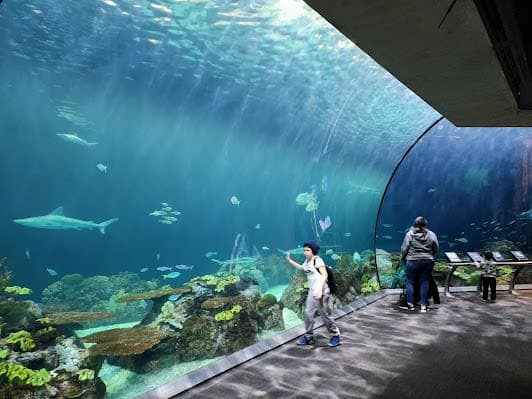 Shedd Aquarium