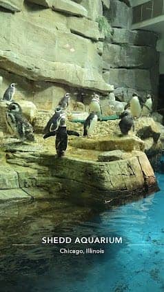 Shedd Aquarium photo 5