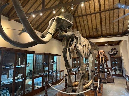 Mason Elephant Park & Lodge photo 4