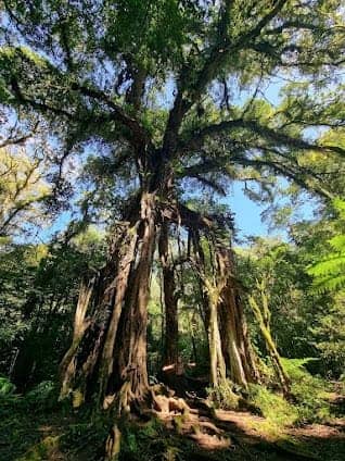 Bali Botanical Garden photo 5
