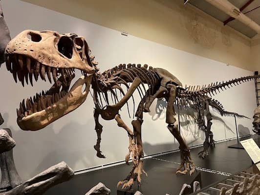 Museo Nacional de Ciencias Naturales photo 3