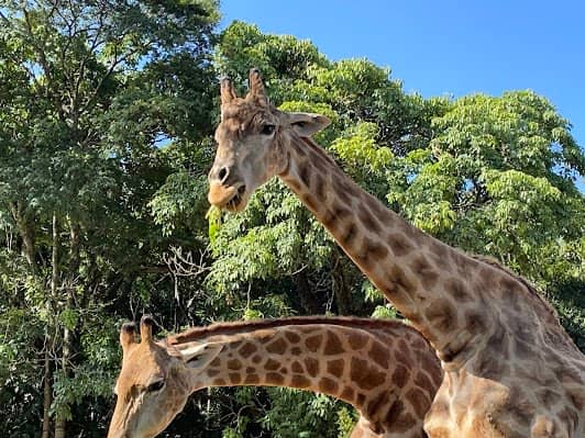 Zoológico de São Paulo photo 3