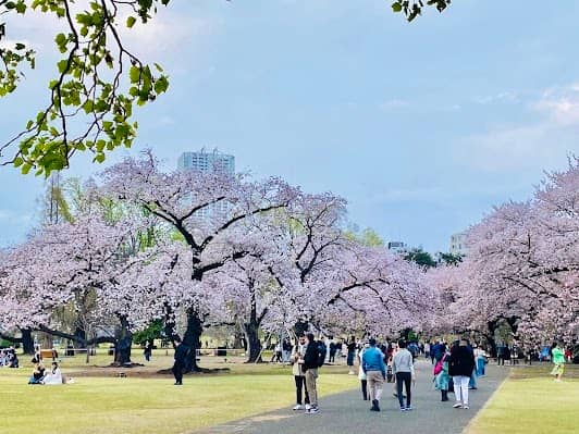 Shinjuku Gyoen National Garden photo 2