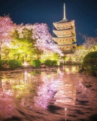 Tori's Japan Trip 2026