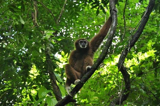 The Gibbon Rehabilitation Project : โครงการคืนชะนีสู่ป่า photo 2