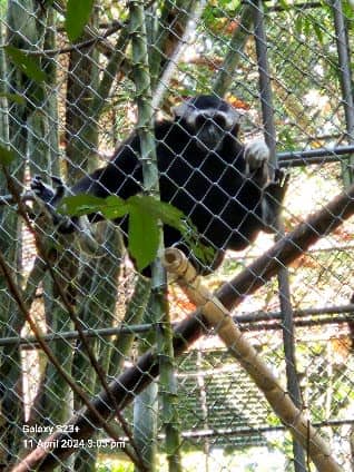 The Gibbon Rehabilitation Project : โครงการคืนชะนีสู่ป่า photo 3