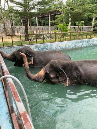 Phuket Elephant Sanctuary photo 2